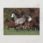 Gruppe der arabischen Pferde Postkarte (Vorderseite)