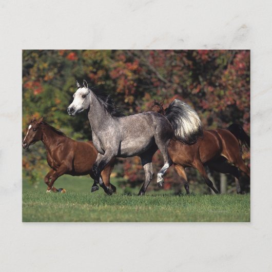 Gruppe der arabischen Pferde Postkarte (Vorderseite)