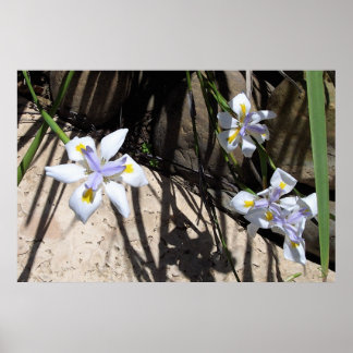 Gruppe der Blume Poster