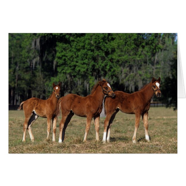 Gruppe der durchsichtigen Fohlen (Vorderseite (Horizontal))