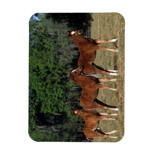 Gruppe der durchsichtigen Fohlen Magnet (Vertikal)