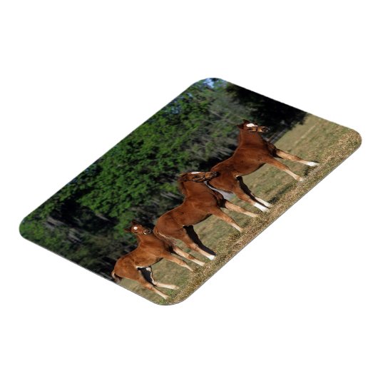 Gruppe der durchsichtigen Fohlen Magnet (Linke Seite)