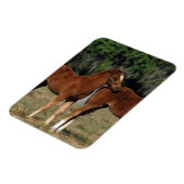 Gruppe der durchsichtigen Fohlen Magnet (Linke Seite)