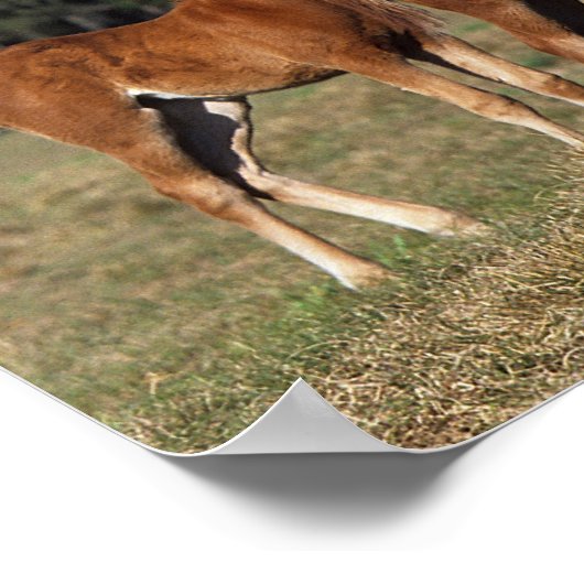 Gruppe der durchsichtigen Fohlen Poster (Ecke)