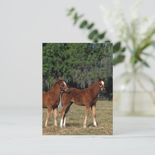 Gruppe der durchsichtigen Fohlen Postkarte (Stehend Vorderseite)