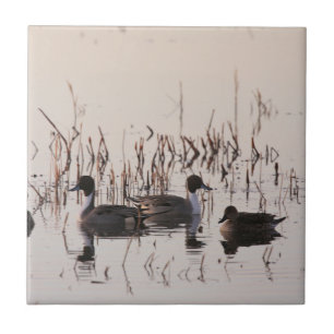 Gruppe der Enten und Swims in einem See Fliese