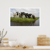 Gruppe der friesischen Kühe Poster (Küche)