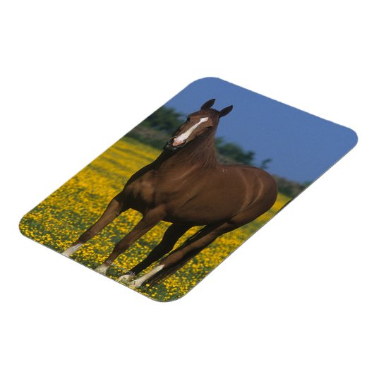 Gruppe der gestrandeten Pferde Magnet (Linke Seite)