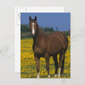 Gruppe der gestrandeten Pferde Postkarte (Vorne/Hinten)