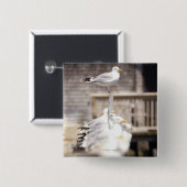 Gruppe der Heringsgürtel (Larus argentatus) auf Button (Vorne & Hinten)