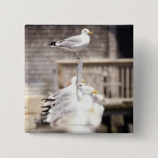 Gruppe der Heringsgürtel (Larus argentatus) auf Button (Vorderseite)