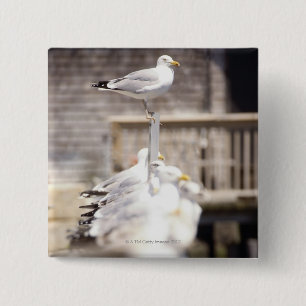 Gruppe der Heringsgürtel (Larus argentatus) auf Button