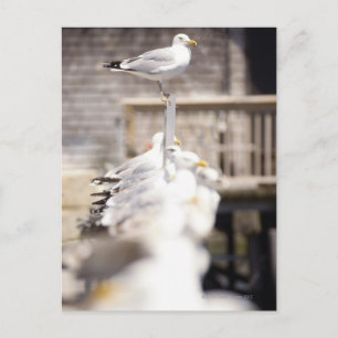 Gruppe der Heringsgürtel (Larus argentatus) auf Postkarte