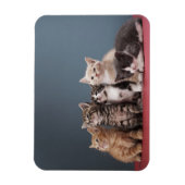 Gruppe der Kätzchen Magnet (Vertikal)