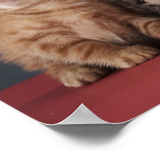 Gruppe der Kätzchen Poster (Ecke)