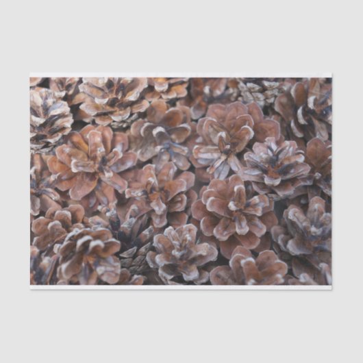 Gruppe der Kiefern-Kegel Seidenpapier (Vorderseite)