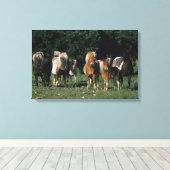 Gruppe der Miniaturfohlen Leinwanddruck (Insitu (Holzboden))