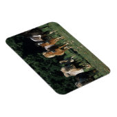 Gruppe der Miniaturfohlen Magnet (Rechte Seite)