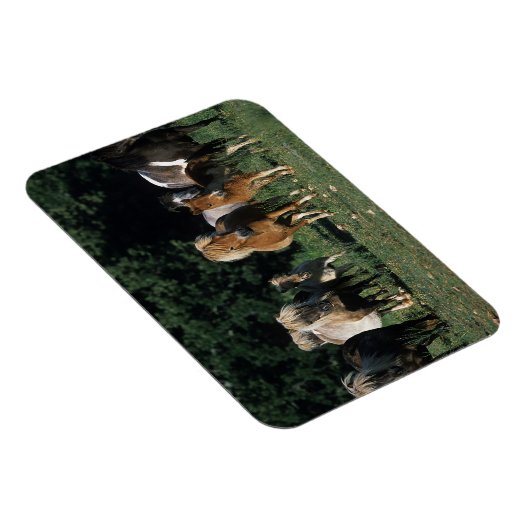 Gruppe der Miniaturfohlen Magnet (Rechte Seite)