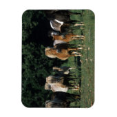 Gruppe der Miniaturfohlen Magnet (Vertikal)