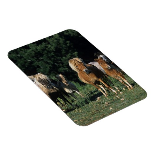 Gruppe der Miniaturfohlen Magnet (Rechte Seite)