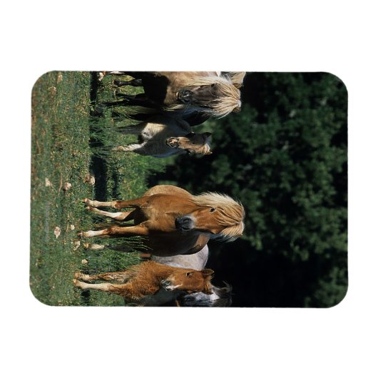 Gruppe der Miniaturfohlen Magnet (Horizontal)