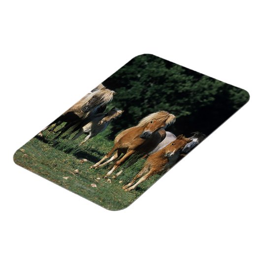 Gruppe der Miniaturfohlen Magnet (Linke Seite)