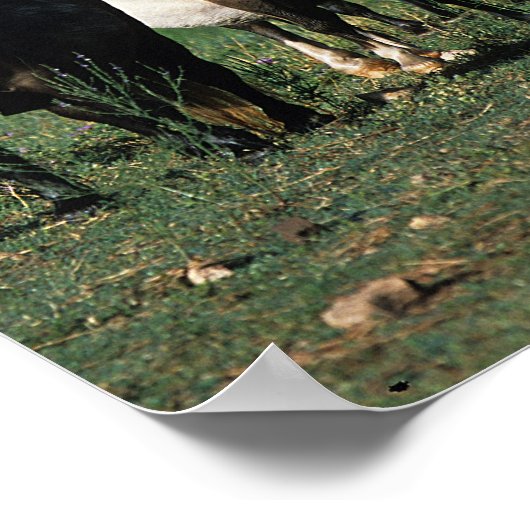 Gruppe der Miniaturfohlen Poster (Ecke)