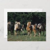 Gruppe der Miniaturfohlen Postkarte (Vorne/Hinten)