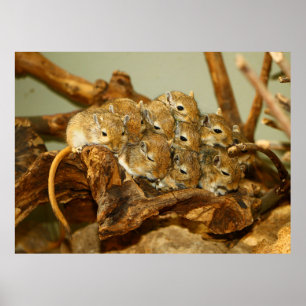 Gruppe der mongolischen Gerbils Meriones Unguicula Poster