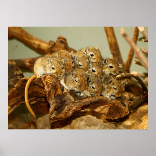 Gruppe der mongolischen Gerbils Meriones Unguicula Poster (Vorne)