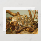 Gruppe der mongolischen Gerbils Meriones Unguicula Postkarte (Vorne/Hinten)