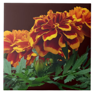 Gruppe der orangefarbenen Marigolde mit gelben Spi Fliese