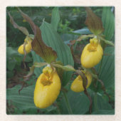 Gruppe der orchiden Blume der Gelben Dame Glasuntersetzer (Vorderseite)