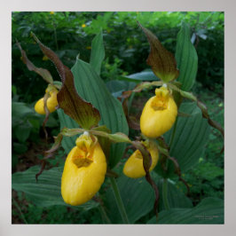 Gruppe der orchiden Blume der Gelben Dame Poster