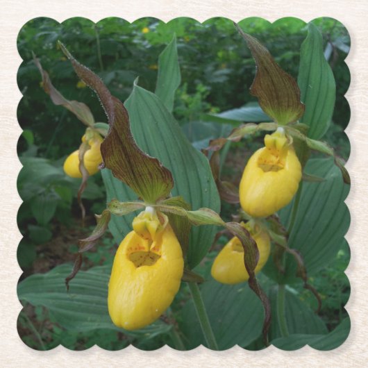 Gruppe der orchiden Blume der Gelben Dame Untersetzer (Vorderseite)