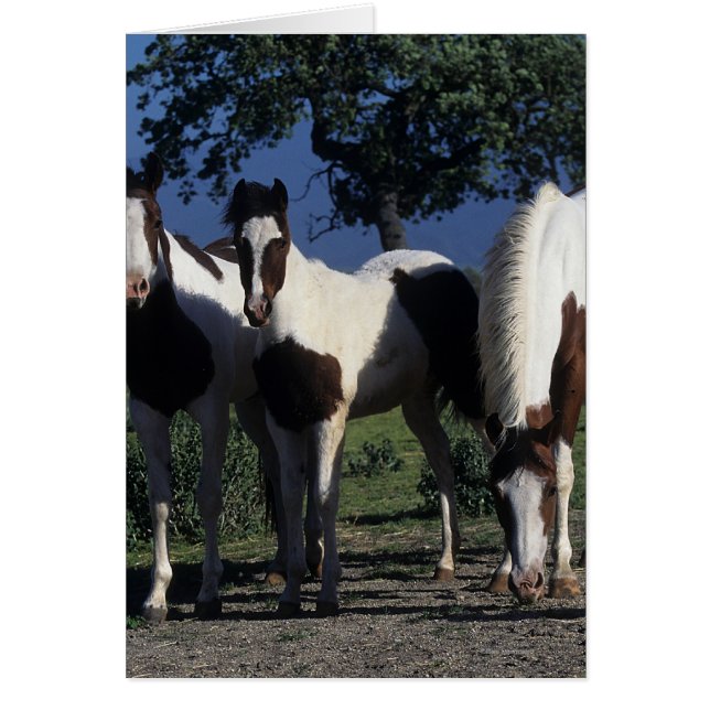 Gruppe der Paint Horses (Vorne)