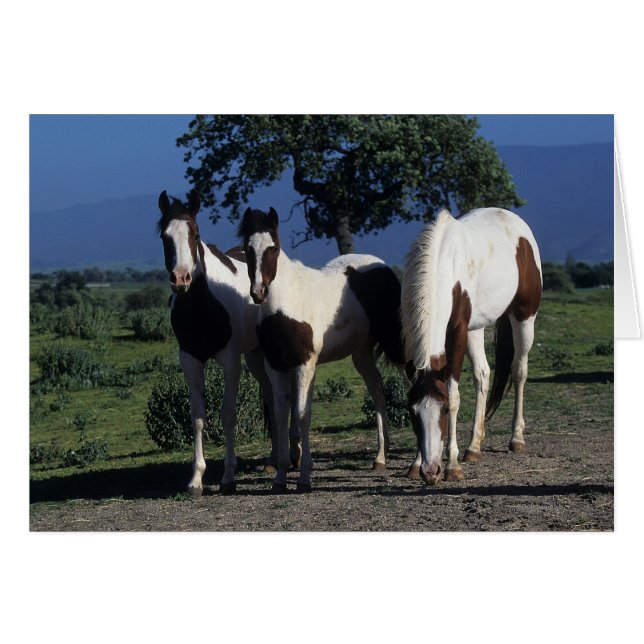 Gruppe der Paint Horses (Vorderseite (Horizontal))