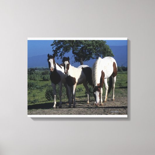 Gruppe der Paint Horses Leinwanddruck (Vorderseite)