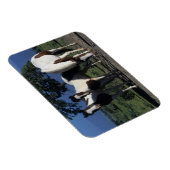 Gruppe der Paint Horses Magnet (Rechte Seite)