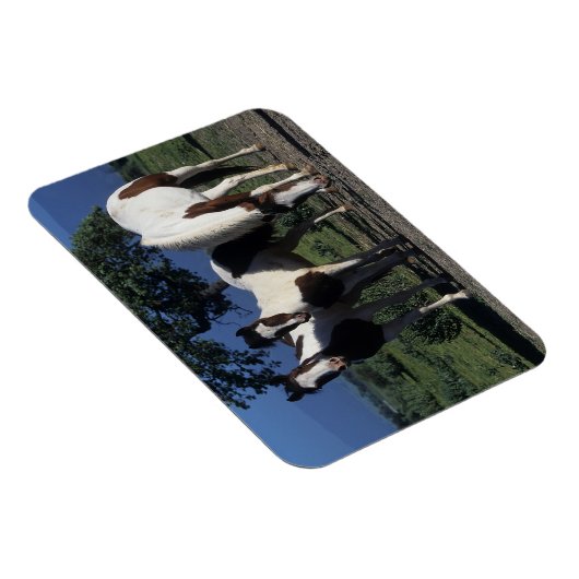 Gruppe der Paint Horses Magnet (Rechte Seite)