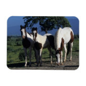 Gruppe der Paint Horses Magnet (Horizontal)