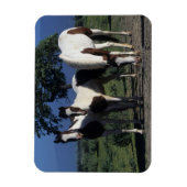 Gruppe der Paint Horses Magnet (Vertikal)