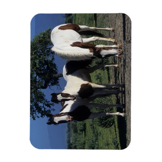 Gruppe der Paint Horses Magnet (Vertikal)