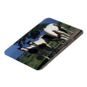 Gruppe der Paint Horses Magnet (Linke Seite)