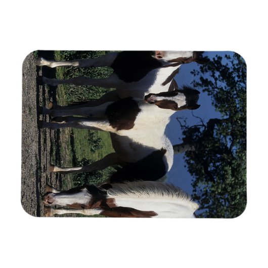 Gruppe der Paint Horses Magnet (Horizontal)