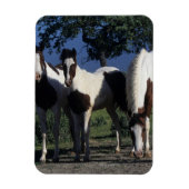 Gruppe der Paint Horses Magnet (Vertikal)