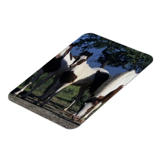 Gruppe der Paint Horses Magnet (Linke Seite)