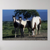 Gruppe der Paint Horses Poster (Vorne)