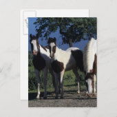 Gruppe der Paint Horses Postkarte (Vorne/Hinten)